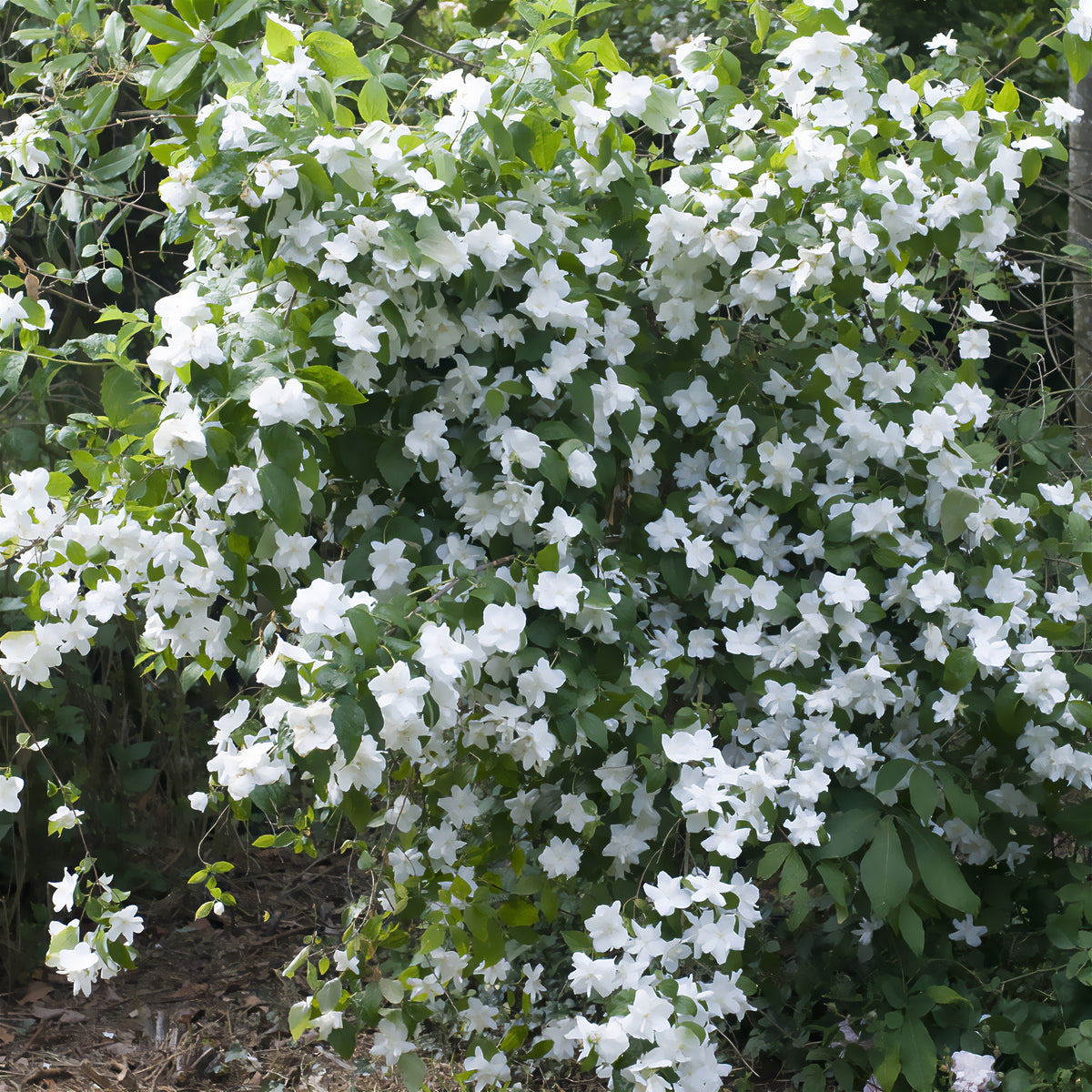 Boerenjasmijn 'Natchez' - Philadelphus x virginalis Natchez - Willemse