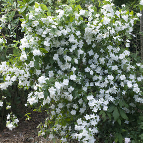 Boerenjasmijn 'Natchez' - Philadelphus x virginalis Natchez - Willemse