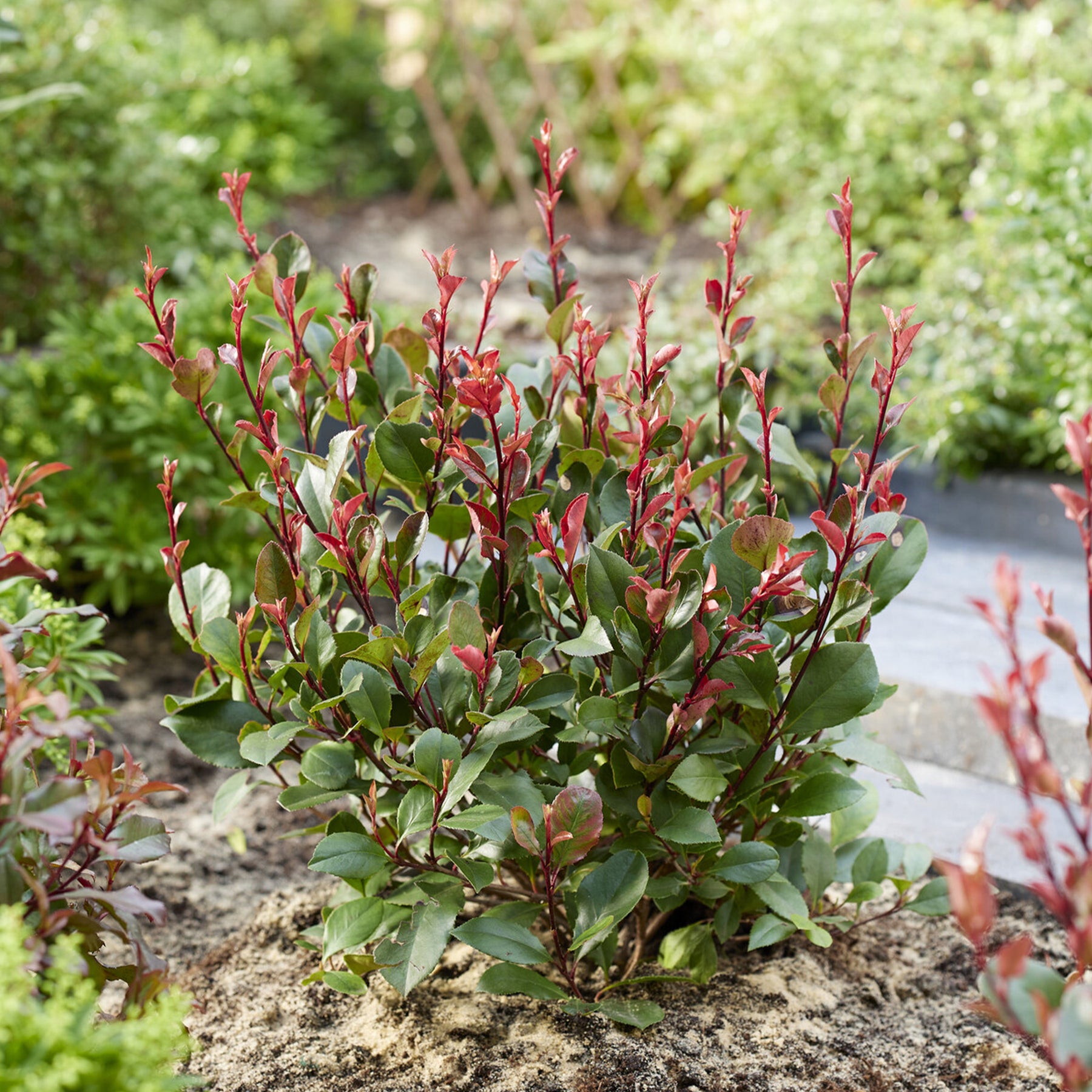Glansmispel 'Little Red Robin' - Photinia x fraseri Little Red Robin - Willemse