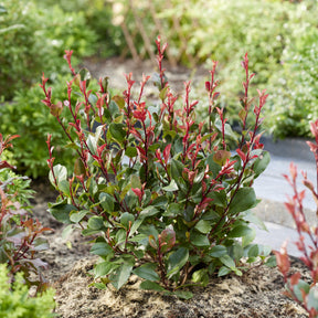 Glansmispel 'Little Red Robin' - Photinia x fraseri Little Red Robin - Willemse
