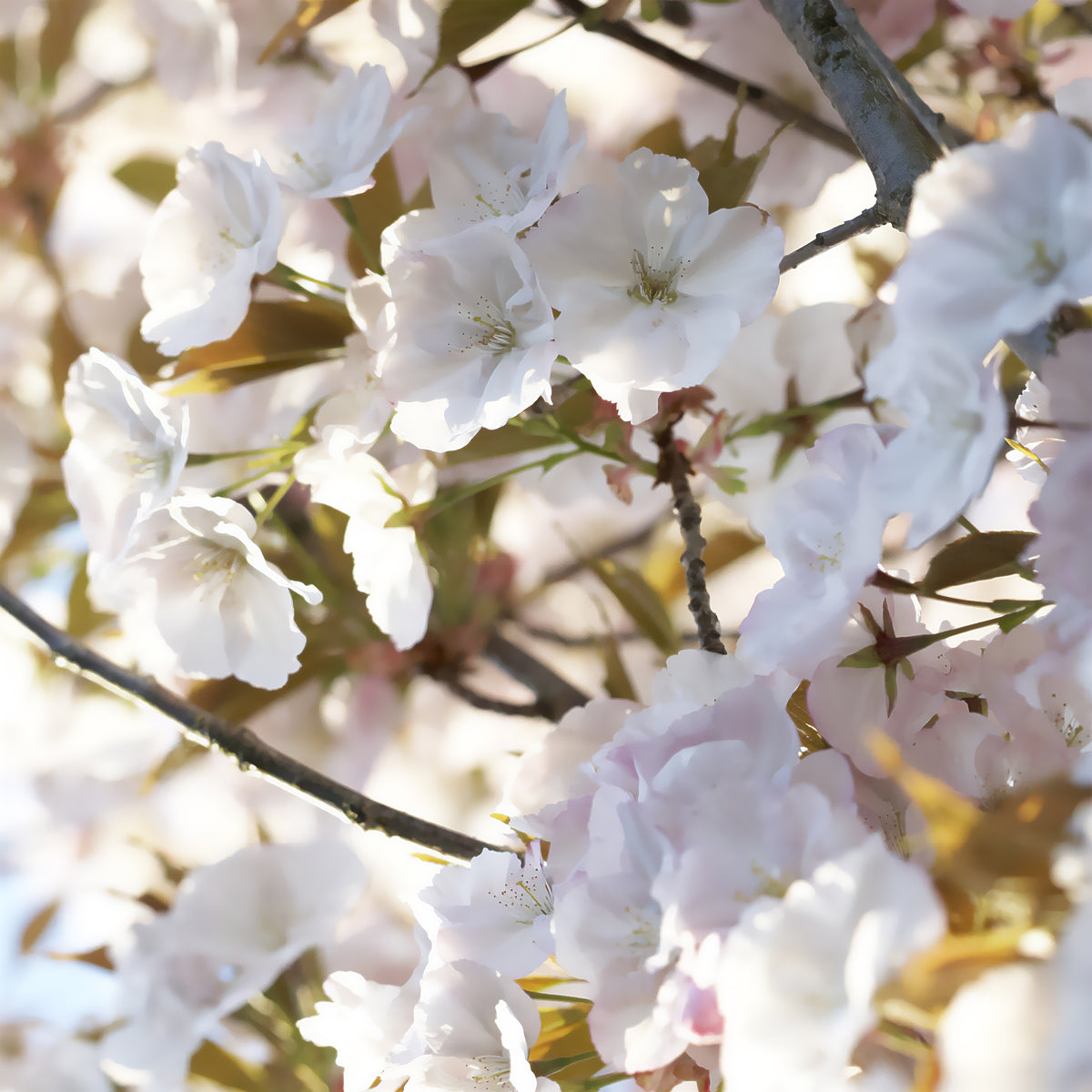 Japanse sierkers 'Sunset Boulevard' - Willemse