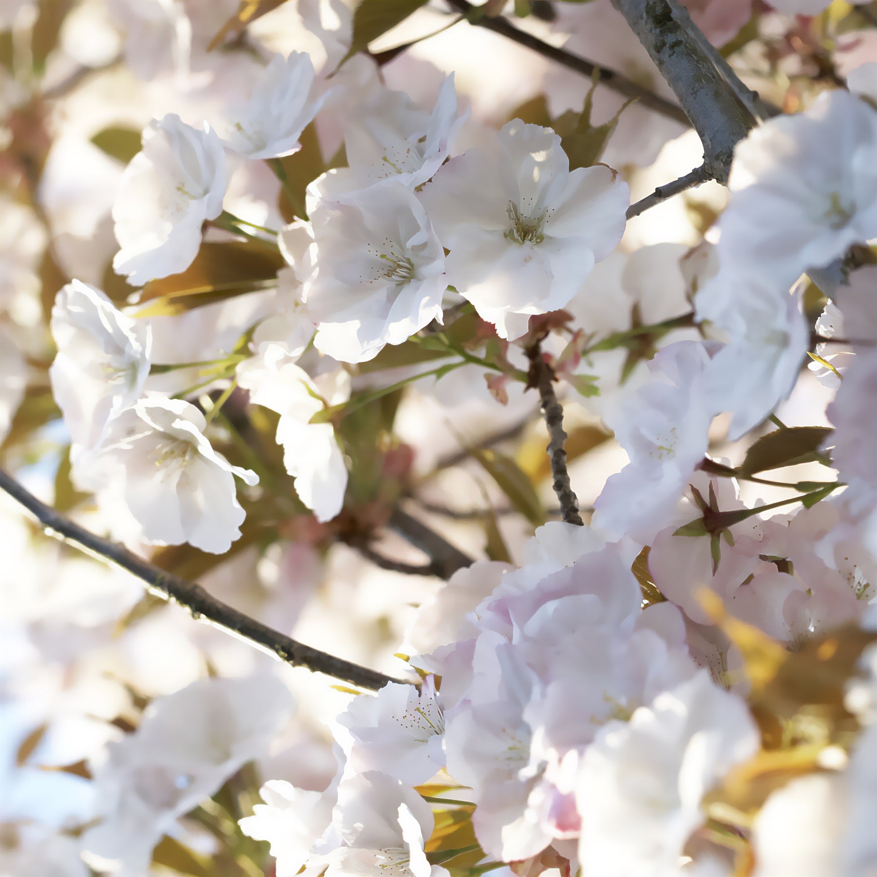 Japanse sierkers 'Sunset Boulevard' - Willemse