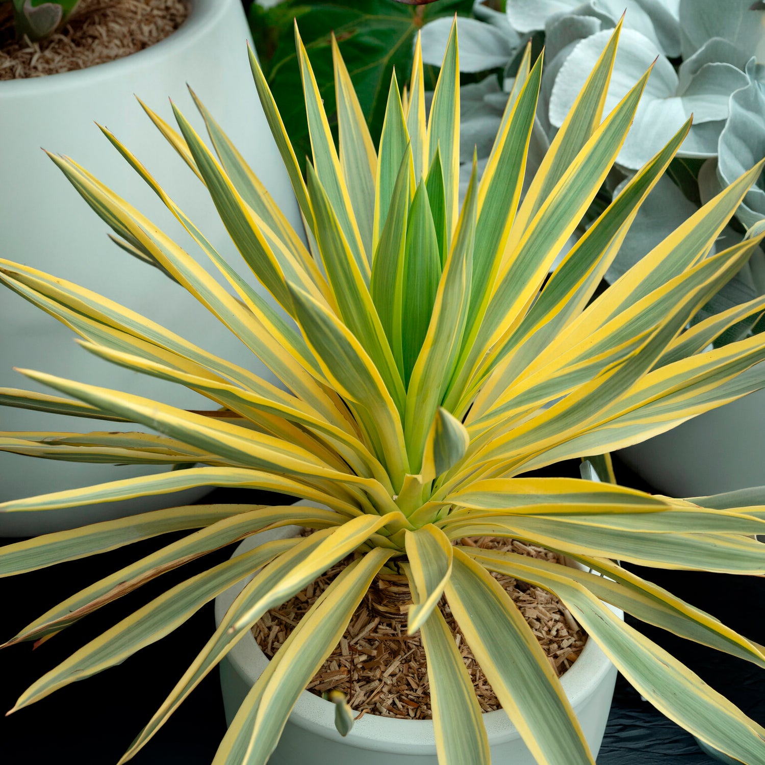 Yucca filamentosa Citrus twist® / Palmlelie - Yucca gloriosa Citrus Twist ® - Willemse