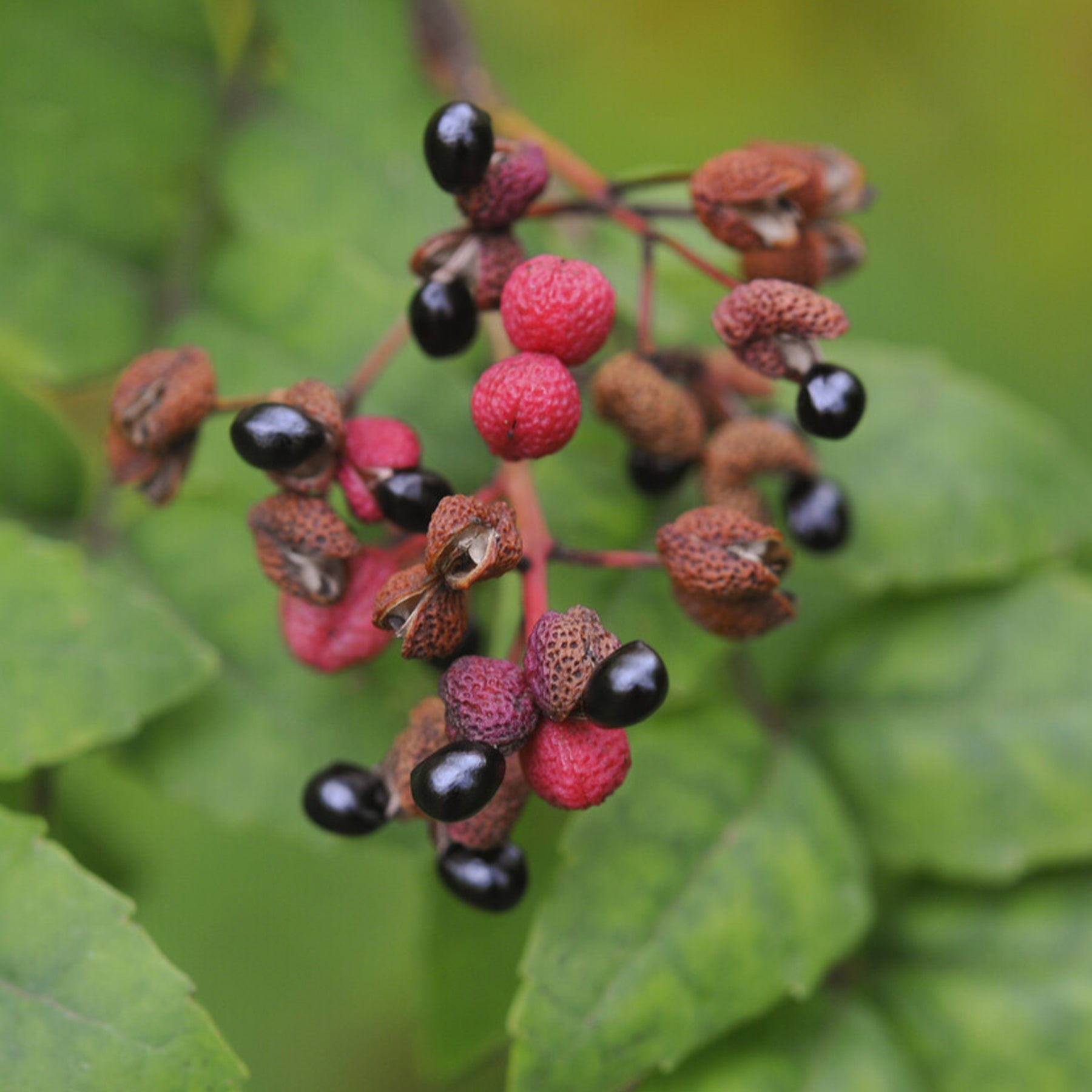 Japanse peperboom - Zanthoxylum piperitum - Willemse