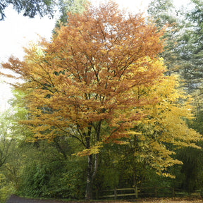 Japanse zelkove / Japanse schijniep - Willemse