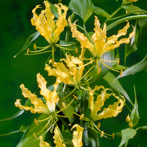 Gloriosa Lutea /  Klimlelie - Willemse