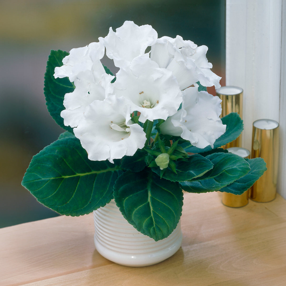 Gloxinia Mont Blanc - Gloxinia speciosa Mont Blanc - Willemse