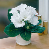 Gloxinia Mont Blanc - Gloxinia speciosa Mont Blanc - Willemse