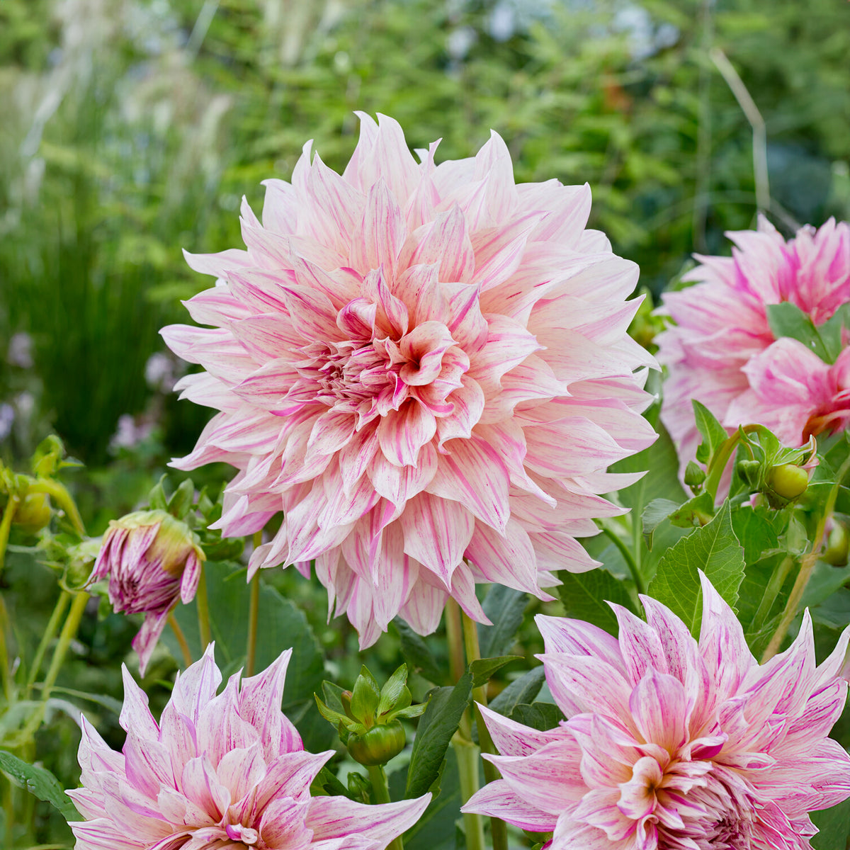 Grootbloemige dahlia Café au Lait Twist - Willemse