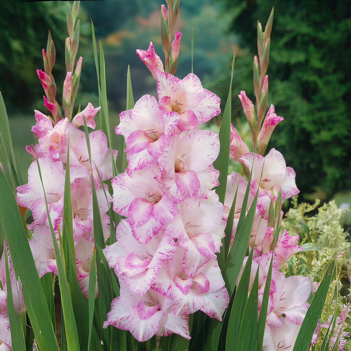 Gladiool My Love - Willemse