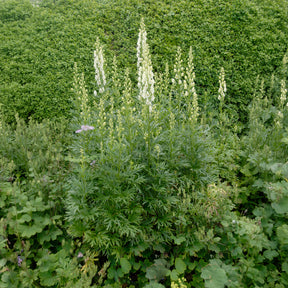 Monnikskap - Aconitum napellus Album - Willemse