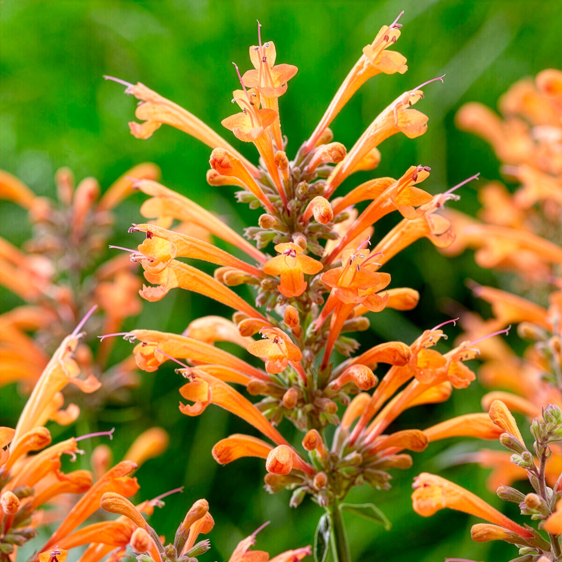 Agastache Kudos Mandarin - Dropplant Kudos Mandarin - Agastache