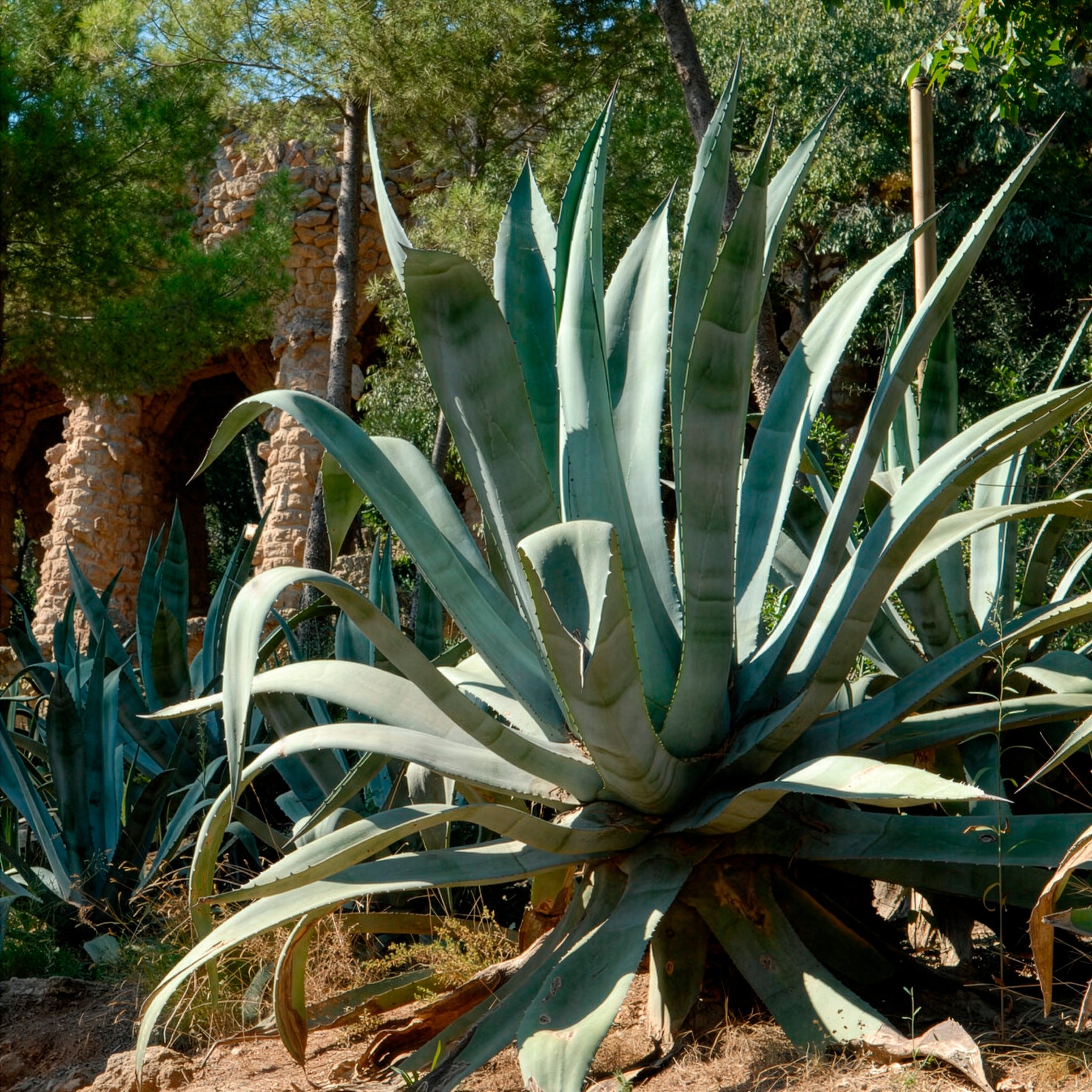 Agave Americana / Eeuwplant - Willemse