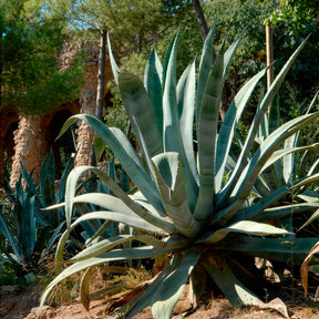 Agave Americana / Eeuwplant - Willemse