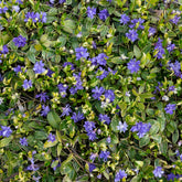 Vinca - Grote maagdenpalm Variegata - Vinca major Variegata