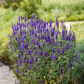 Aarereprijs Royal Candles - Willemse