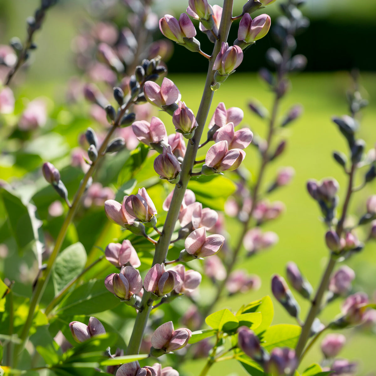 Baptisia Pink Truffles - Valse indigo Pink Truffles - Baptisia
