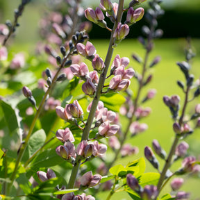 Baptisia Pink Truffles - Valse indigo Pink Truffles - Baptisia