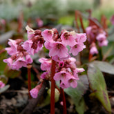 Schoenlappersplant Bach - Willemse