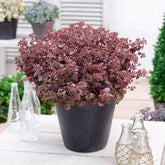 Muurpeper Firecracker - Willemse