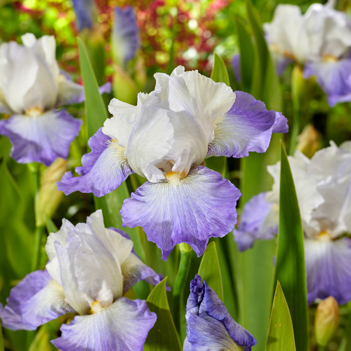 Baardiris Alizés - Iris germanica Alizés - Willemse