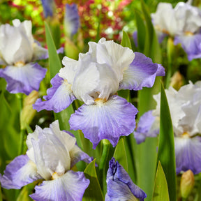 Baardiris Alizés - Iris germanica Alizés - Willemse