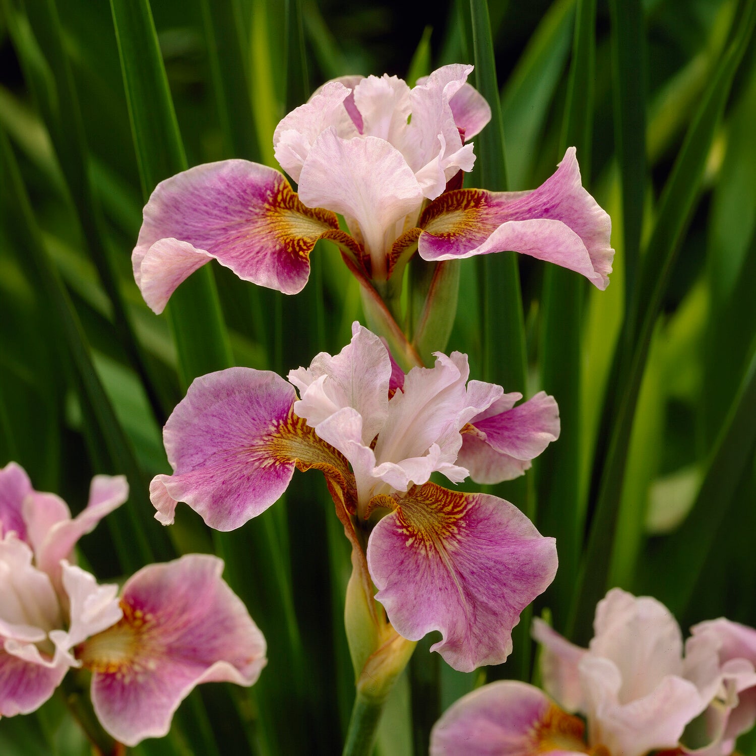 Siberische lis Dance Ballerina Dance - Iris sibirica Dance Ballerina Dance - Willemse
