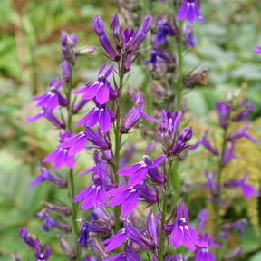 Vaste lobelia - Willemse