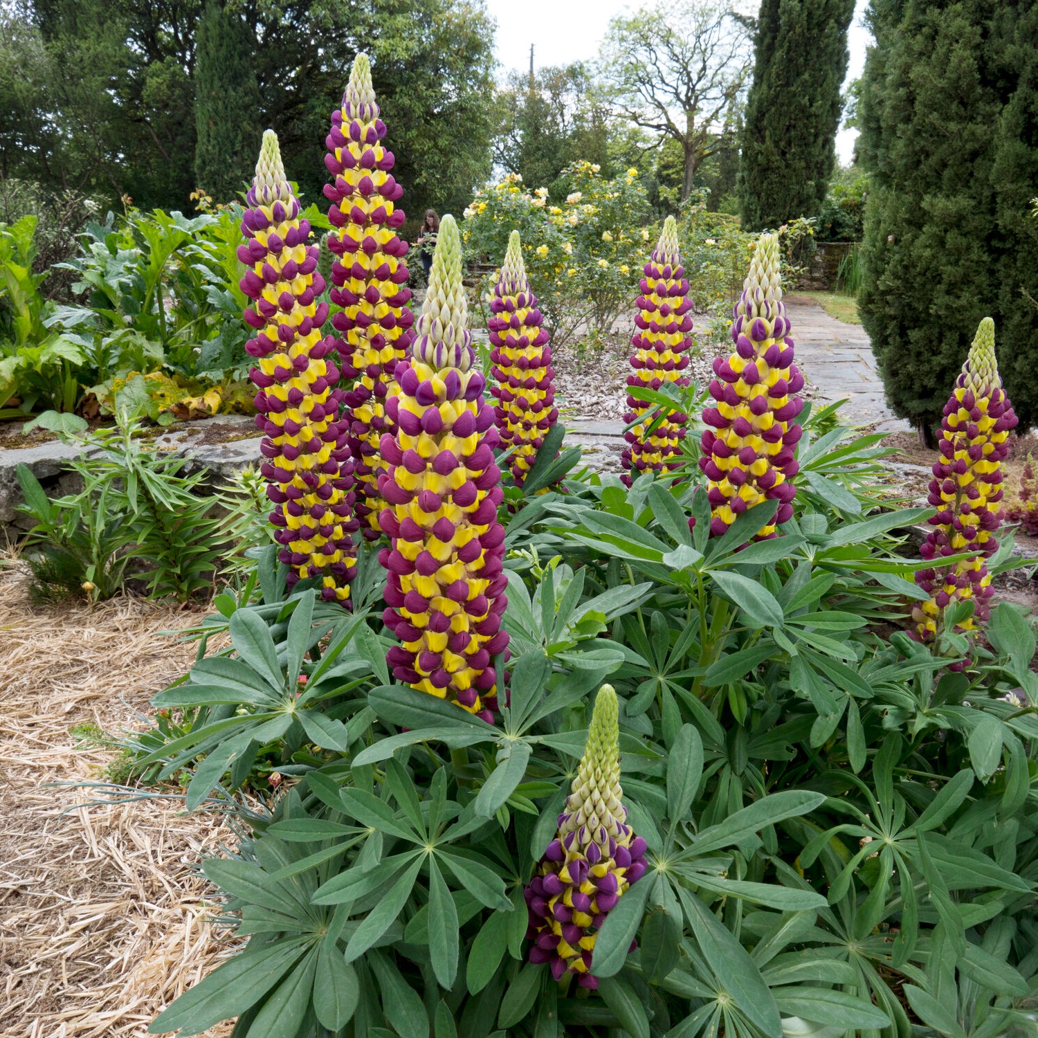 Lupine Manhattan Lights® - Lupinus Manhattan Lights® - Willemse