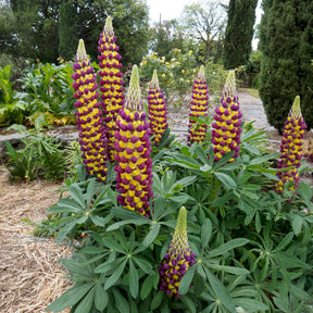 Lupine Manhattan Lights® - Lupinus Manhattan Lights® - Willemse