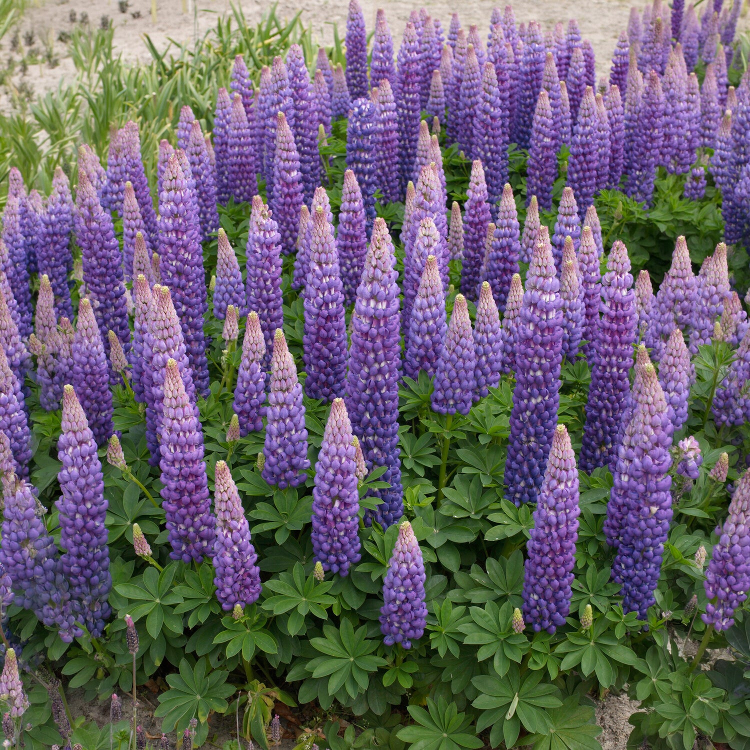 Lupine Persian Slipper - Willemse