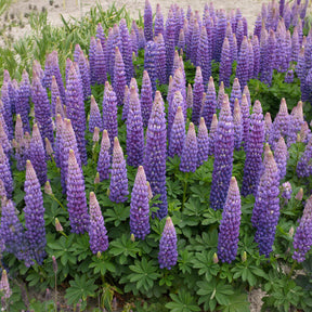Lupine Persian Slipper - Willemse