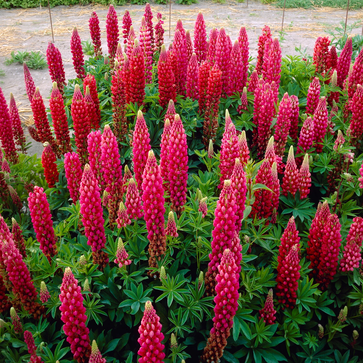 Lupine The pages