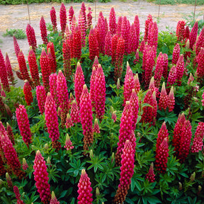 Lupine The pages