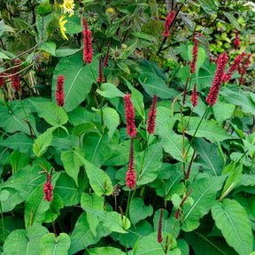 Duizendknooop Blackfield - Persicaria - Duizendknoop - Willemse