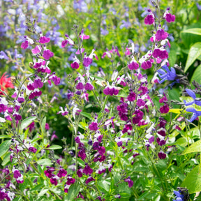 Herfstsalie Amethyst Lips - Salvia greggii Amethyst Lips - Willemse
