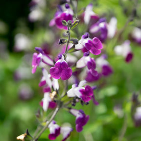 Herfstsalie Amethyst Lips - Willemse