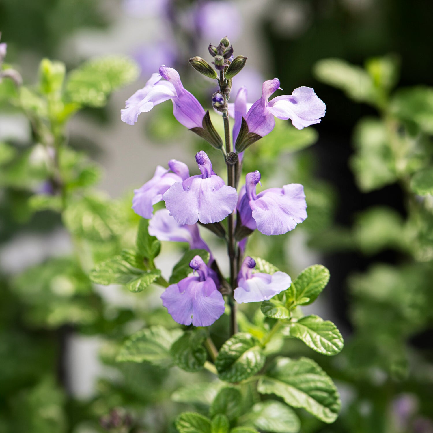 Salie So Cool Pale Blue - Salvia microphylla So Cool Pale Blue - Willemse