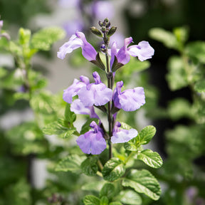 Salie So Cool Pale Blue - Salvia microphylla So Cool Pale Blue - Willemse