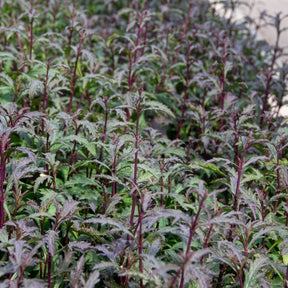 Verbena officinalis Bampton - Ijzerhard Bampton - Ijzerhard