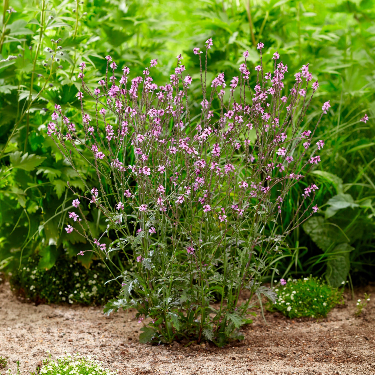 Ijzerhard Bampton - Verbena officinalis Bampton - Willemse