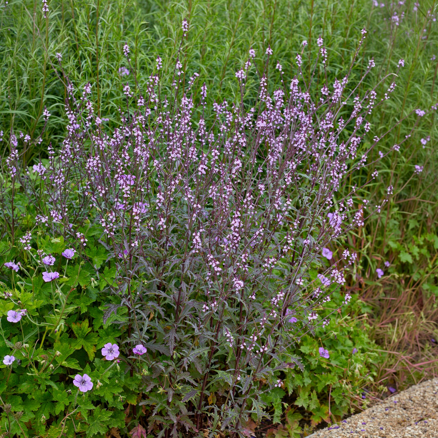 Verkoop Ijzerhard Bampton - Verbena officinalis Bampton