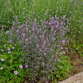 Verkoop Ijzerhard Bampton - Verbena officinalis Bampton