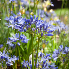 Afrikaanse lelie  Charlotte - Agapanthus Charlotte - Willemse