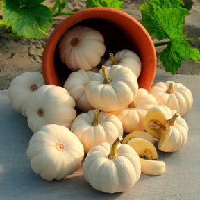 Pompoenzaden - Pompoen Baby Boo - Cucurbita pepo Baby Boo