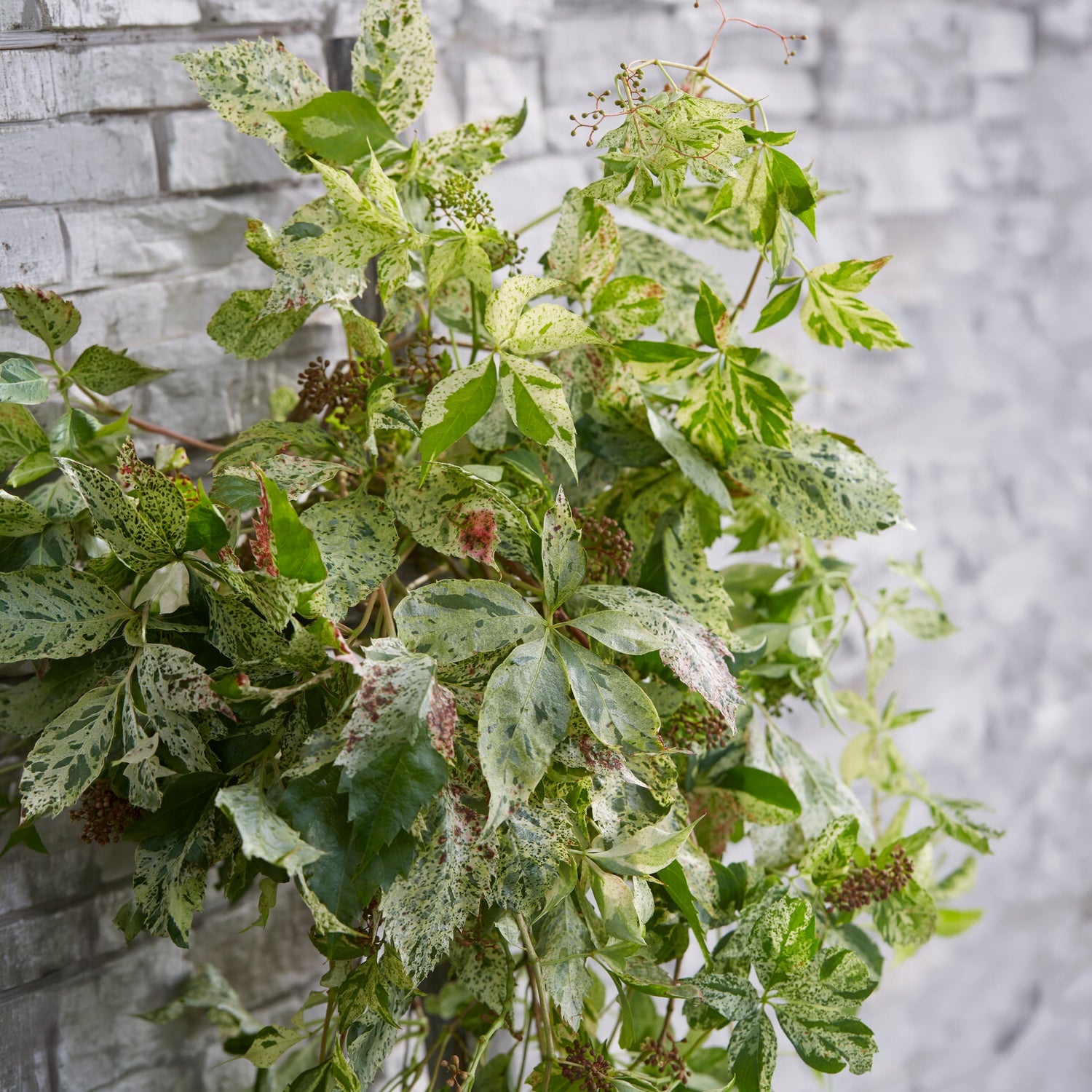 Wilde Wingerd  Monham Star shower® - Willemse