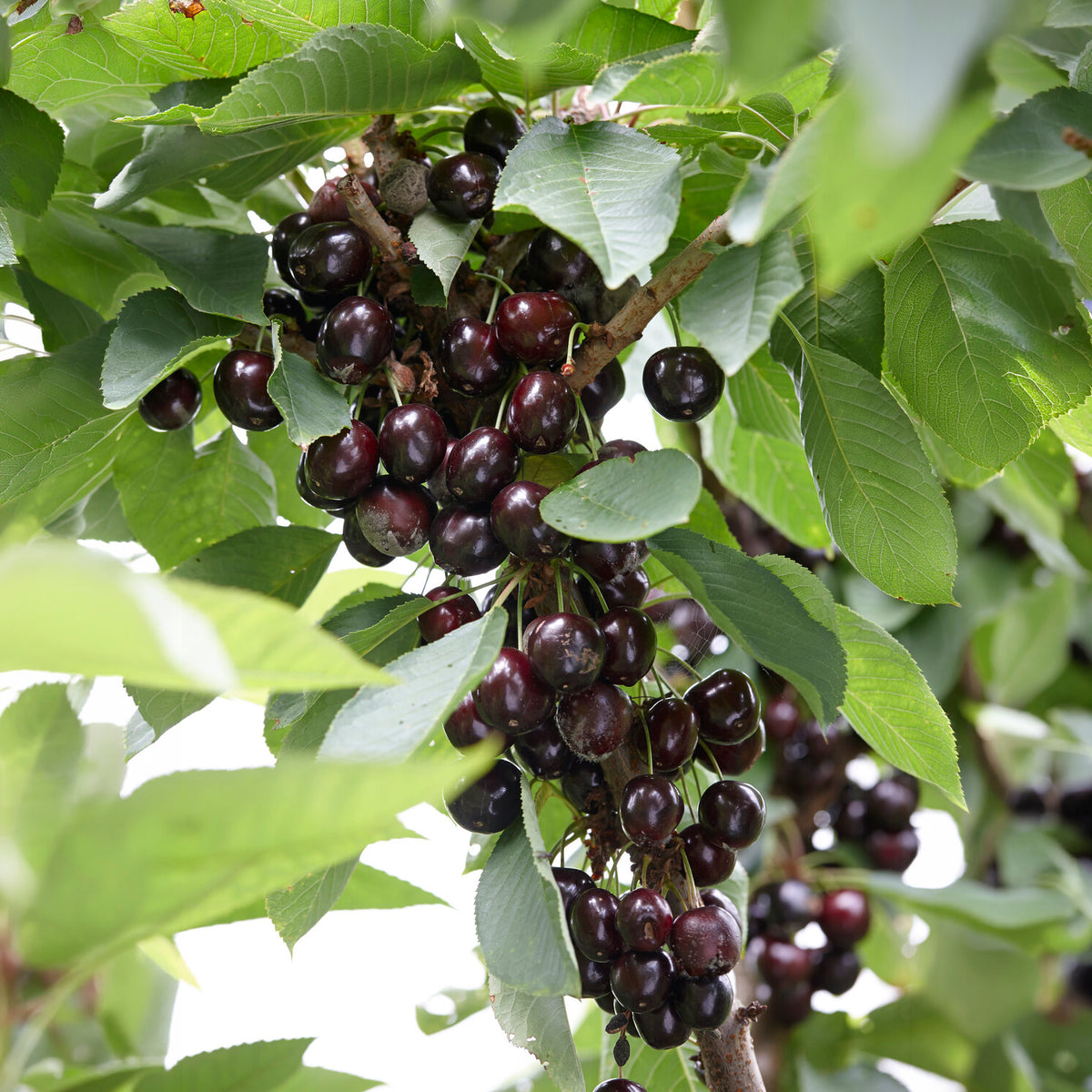 Kersenboom Regina - Willemse