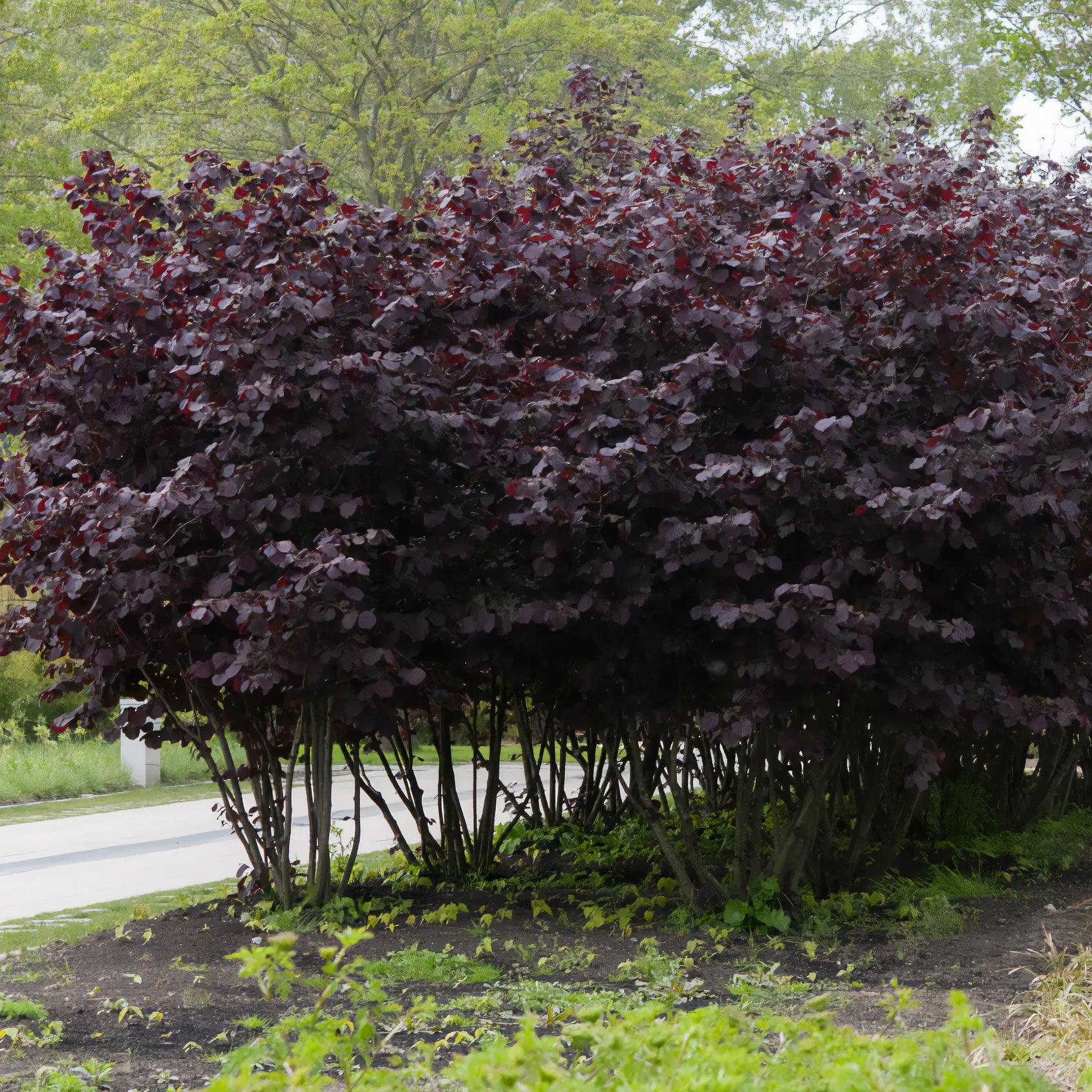 Corylus maxima Rote Zellernuss - Hazelaar Rode Zellernoot - Hazelaar