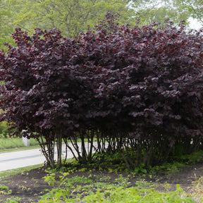 Corylus maxima Rote Zellernuss - Hazelaar Rode Zellernoot - Hazelaar