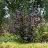 Hazelaar Rode Zellernoot - Corylus maxima Rote Zellernuss - Willemse